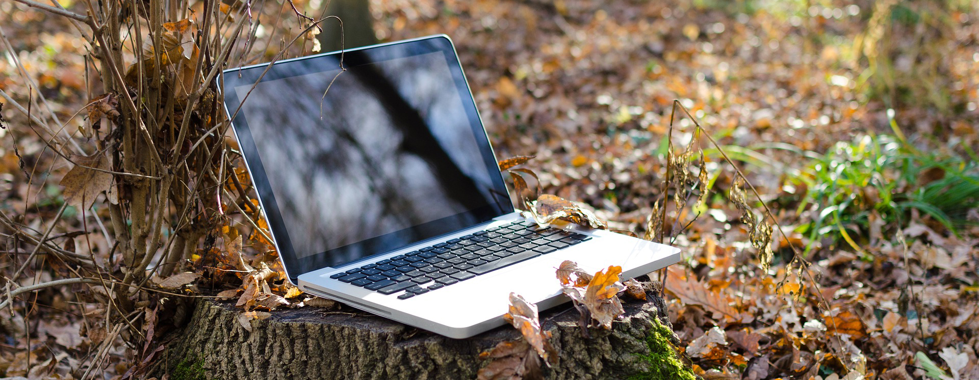 Kehitystyön sadonkorjuu – Ruska 2021 -julkaisu